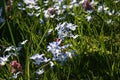 Glade of blue spring flowers - chionodoxa blue giant.