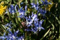 Glade of blue spring flowers of Scilla bifolia.