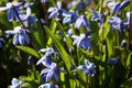 Glade of blue spring flowers of Scilla bifolia.