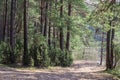 glade for camping in a coniferous forest in belarus Royalty Free Stock Photo