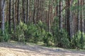 glade for camping in a coniferous forest in belarus Royalty Free Stock Photo