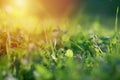 Glade with clover, trefoil, genus Trifoliumat at sunset rays of the sun illuminate the grass and clover. Patrick's