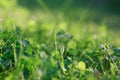 Glade with clover, trefoil, genus Trifoliumat at sunset rays of the sun illuminate the grass and clover. Patrick's