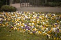 Glade with colorful first flowers crocuses.