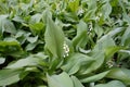 Glade covered with lily of the valley