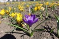 Glade covered with purple and yellow flowers of crocuses Royalty Free Stock Photo