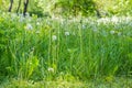 Dandelions with downy seed heads among the high grass closeup Royalty Free Stock Photo