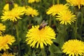 Bee collecting pollen on dandelion dandelions