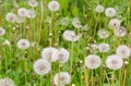 Glade with dandelions Royalty Free Stock Photo
