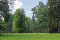 Glade among a deciduous and conifers trees in a park Royalty Free Stock Photo