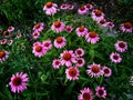 A glade of echinacea flowers is located in the garden Royalty Free Stock Photo