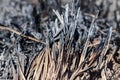 Glade after a fire with burnt grass closeup. Neglect of nature. Forest fires