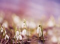 Glade with the first spring flowers snowdrops.