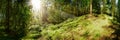 Forest panorama in bright sunshine Royalty Free Stock Photo