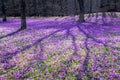 Glade in the forest, covered with crocuses, spring background