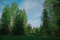 Glade in the forest morning birch, season Royalty Free Stock Photo