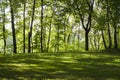 Glade in the forest at spring morning. background, nature. Royalty Free Stock Photo