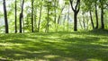 Glade in the forest at spring morning. background, nature. Royalty Free Stock Photo