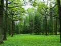 Glade in the forest with trees and sky in Moscow botanical garden, Moscow Russia Royalty Free Stock Photo