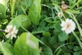 Glade with green clover in the forest Royalty Free Stock Photo