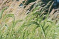 Glade of green decorative spikelets sways in the wind