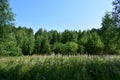 A glade of green grasses and flowers. Deciduous woodlands. Birch grove. sky Royalty Free Stock Photo