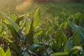 Glade of green leaves and white flowers of lilies of the valley under the morning rays of the sun Royalty Free Stock Photo