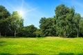 Glade with green trees and sun Royalty Free Stock Photo