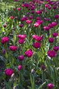 Glade with large bright multicolored tulips lit by the sun Royalty Free Stock Photo
