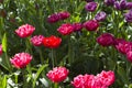 Glade with large bright multicolored tulips lit by the sun Royalty Free Stock Photo