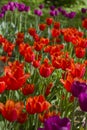 Glade with large bright multicolored tulips lit by the sun Royalty Free Stock Photo