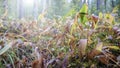 Glade of leaves of the lily of the valley Convallaria majalis Royalty Free Stock Photo