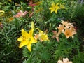 Glade with lilies of different colors. Royalty Free Stock Photo