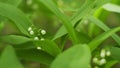 Glade of lilies of valley growing in spring among trees. Convallaria majalis. Slow motion. Royalty Free Stock Photo