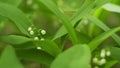 Glade of lilies of valley growing in spring among trees. Convallaria majalis. Slow motion. Royalty Free Stock Photo