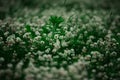 Glade lush flowering clover on a Sunny day. White flowers on a green background of clover and grass. Blurred background