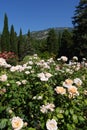 A glade on a mountain slope with growing roses of different colo