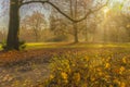 Glade of the old park lit by the autumn sun, scenic view of sunbeams passing through morning mist