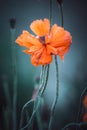 Glade of orange poppy flowers on a natural background Royalty Free Stock Photo