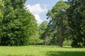 Glade in park among of conifers and deciduous trees Royalty Free Stock Photo