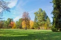 Glade in park among a conifers and deciduous trees Royalty Free Stock Photo