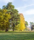 Glade in park against of the conifers and deciduous trees Royalty Free Stock Photo