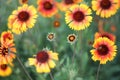 Glade yellow flowers rudbeckia in the summer garden