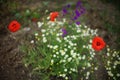 Glade of red poppies, white small daisies and purple flowers grow in the garden