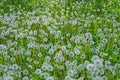 Glade of seedhead ripe dandelions