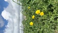 A glade of small yellow flowers in a spring flowerbed windy, vertical video