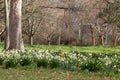 Glade of snowdrops and daffodils in a garden Royalty Free Stock Photo