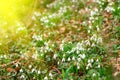 Glade of snowdrops and early spring sun Royalty Free Stock Photo