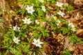 Glade of spring white flowers in the forest, forest windmill Royalty Free Stock Photo