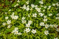 Glade of spring white flowers in the forest, forest windmill Royalty Free Stock Photo